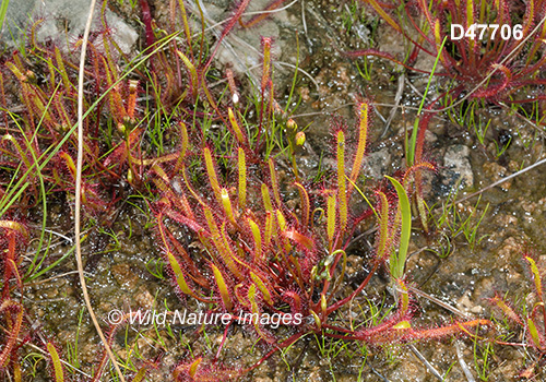 Linear-leaved Sundew (Drosera linearis)